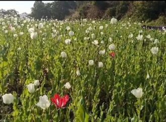देवभूमि की वादियों में ये कैसी अवैध खेती, ड्रग्स की खुलती है राह, अब चला डंडा