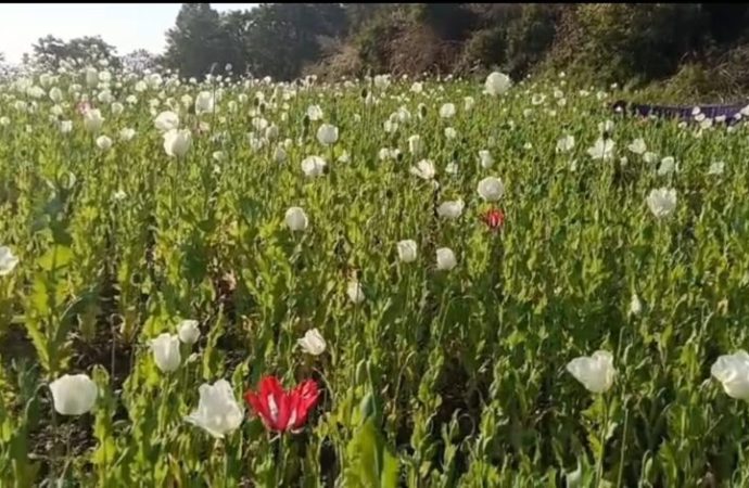 देवभूमि की वादियों में ये कैसी अवैध खेती, ड्रग्स की खुलती है राह, अब चला डंडा