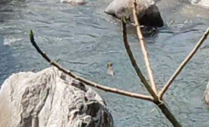 गोपेश्वर में गुलदार का आतंक लंबे समय से क्षेत्र में घूम रहा गुलदार ग्रामीणों में दहशत