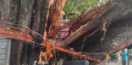 टपकेश्वर महादेव मंदिर: मुख्य गेट के पास पीपल का बड़ा हिस्सा अचानक गिरा