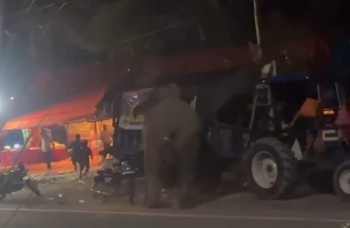 लच्छीवाला में हाथियों का डीजे शोर से बौखलाना, भंडारे में मचाई अफरा-तफरी, एक कांवड़िया घायल