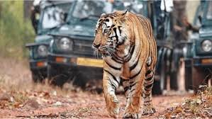 प्रदेश में बाघ आकलन की तैयारियां हुईं तेज, पहले चरण में अक्तूबर में होगा साइंस सर्वे शुरू