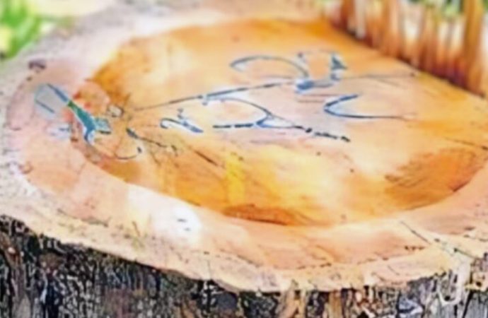 वन माफिया की दबंगई: सागौन के पेड़ काट कर छोड़ा संदेश – “अभी तो ये ट्रेलर है”