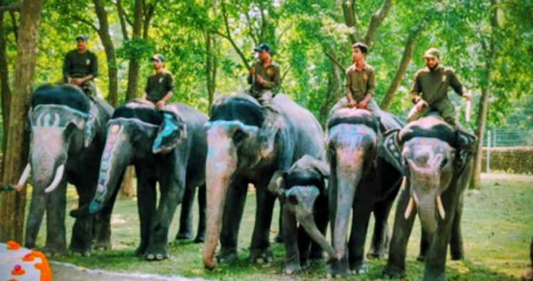 अच्छी खबर…काॅर्बेट और राजाजी टाइगर रिजर्व में हाथी सफारी की अनुमति मिली, इतना रहेगा शुल्क