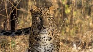 गुलदार ने ली वृद्धा की जान, घास लेने गई थी जंगल