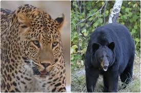 रुद्रप्रयाग में वन्यजीव आतंक: गुलदार के बाद भालू का खौफ, बढ़ता मौत का आंकड़ा