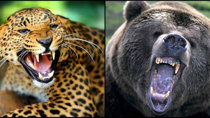 पहाड़ पर मौत का फिर झपट्टा, गुलदार ने 44 साल के व्यक्ति को बनाया शिकार