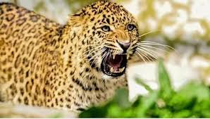 पौड़ी में 4 दिन बंद रहेंगे आंगनबाड़ी केंद्र, गुलदार को मारने के आदेश जारी, 4 दिन मे 2 पर हमला, 1 की मौत