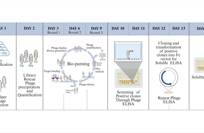 आईआईटी रुड़की ने विकसित किया अगली पीढ़ी का एंटीबॉडी खोज मंच