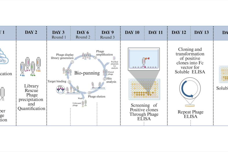 आईआईटी रुड़की ने विकसित किया अगली पीढ़ी का एंटीबॉडी खोज मंच
