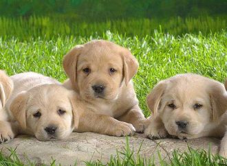 पालतू कुत्तों को लेकर सख्त नियम, रजिस्ट्रेशन और नसबंदी अब जरूरी