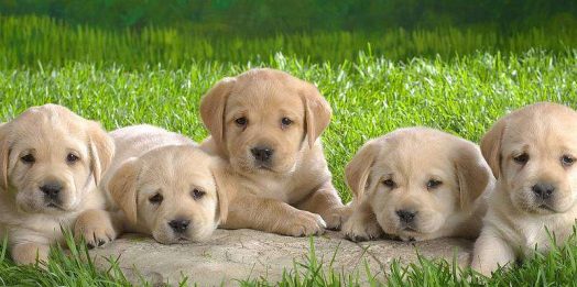 पालतू कुत्तों को लेकर सख्त नियम, रजिस्ट्रेशन और नसबंदी अब जरूरी