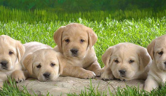 पालतू कुत्तों को लेकर सख्त नियम, रजिस्ट्रेशन और नसबंदी अब जरूरी