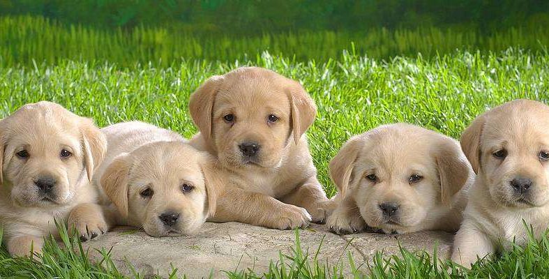 पालतू कुत्तों को लेकर सख्त नियम, रजिस्ट्रेशन और नसबंदी अब जरूरी