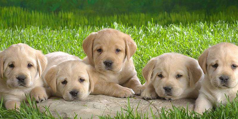 पालतू कुत्तों को लेकर सख्त नियम, रजिस्ट्रेशन और नसबंदी अब जरूरी