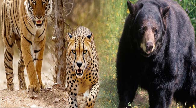 चारधाम यात्रा के लिए पहले दिन 1.24 लाख रजिस्ट्रेशन, केदारनाथ के लिए सबसे ज्यादा आवेदन