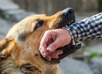 आवारा कुत्तों के हमले पर मुआवजे का प्रावधान ,जानिए नियम और दावा करने की प्रक्रिया