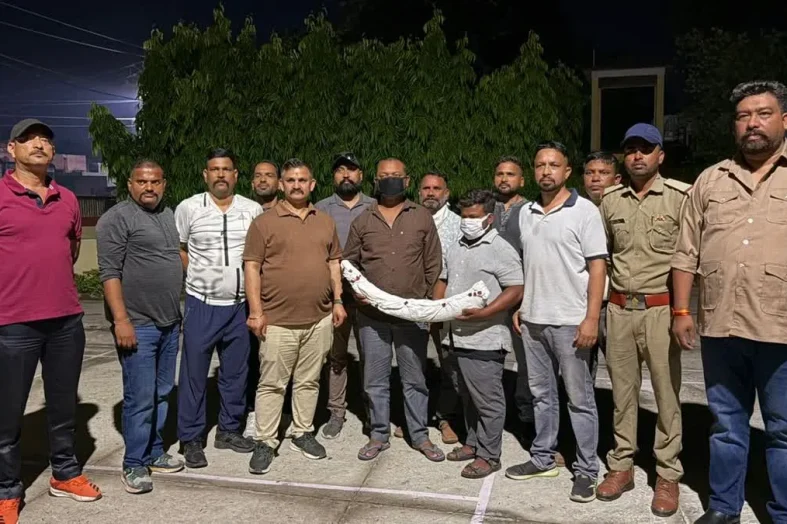 देहरादून: STF की बड़ी कार्रवाई, 1.5 करोड़ का हाथी दांत बरामद, 2 तस्कर गिरफ्तार