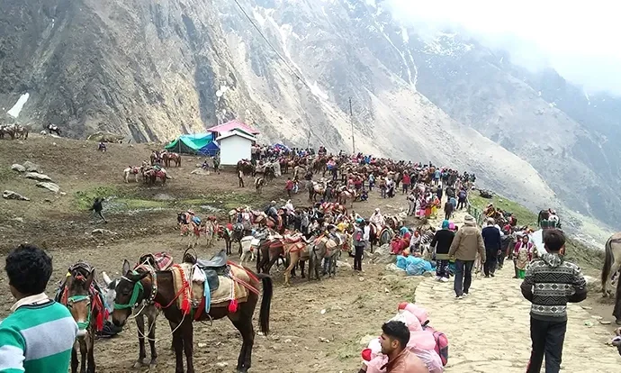 चारधाम और आदि कैलाश यात्रा हेतु अश्ववंशीय पशुओं के लिए नई गाइडलाइन जारी
