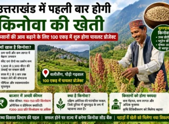 उत्तराखंड में पहली बार होगी किनोवा की खेती, किसानों की आय बढ़ाने के लिए 100 एकड़ में शुरू होगा पायलट प्रोजेक्ट