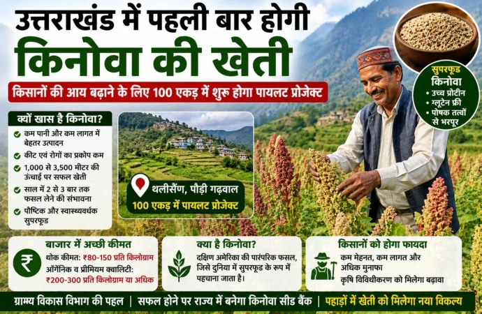उत्तराखंड में पहली बार होगी किनोवा की खेती, किसानों की आय बढ़ाने के लिए 100 एकड़ में शुरू होगा पायलट प्रोजेक्ट