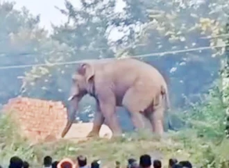 डोईवाला में हाथी का हमला, ग्रामीण की मौत: स्कूटी से घर लौटते समय हाथी ने बनाया शिकार
