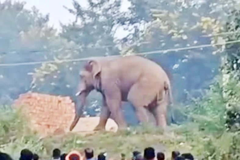 डोईवाला में हाथी का हमला, ग्रामीण की मौत: स्कूटी से घर लौटते समय हाथी ने बनाया शिकार
