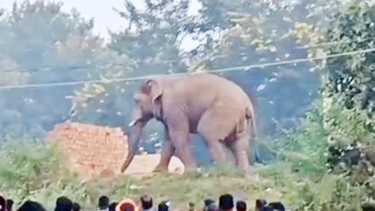 डोईवाला में हाथी का हमला, ग्रामीण की मौत: स्कूटी से घर लौटते समय हाथी ने बनाया शिकार